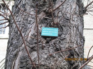 the tree with roots above ground!