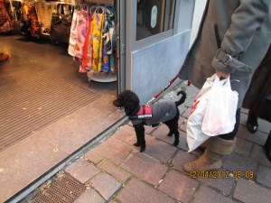 made me miss my poodles Sonny and Pebbles!  :)