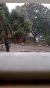 IMG_20141125_090828496