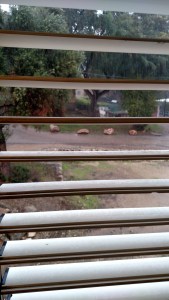 IMG_20141125_090835733