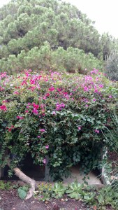 IMG_20141129_115448553