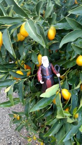 IMG_20141126_144354507