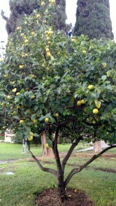 IMG_20141126_144438447