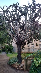 IMG_20141126_144454825_HDR