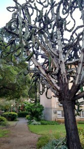 IMG_20141126_144502900_HDR