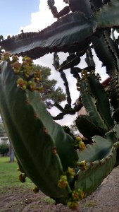 IMG_20141126_144606085_HDR