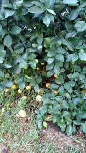 IMG_20141126_144846388