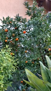 IMG_20141126_145020162_HDR