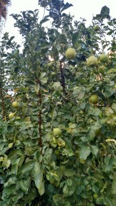 IMG_20141126_161730379_HDR