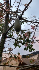 IMG_20141126_162723328_HDR