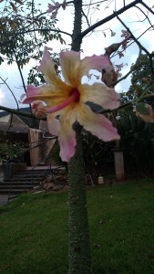 IMG_20141126_162734691