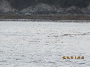  Whale Watching Juneau