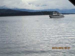  Whale Watching Juneau