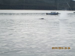  Whale Watching Juneau