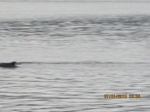  Whale Watching Juneau