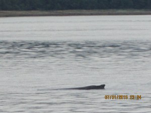  Whale Watching Juneau