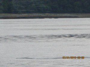  Whale Watching Juneau