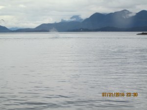  Whale Watching Juneau