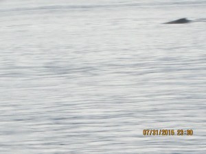  Whale Watching Juneau