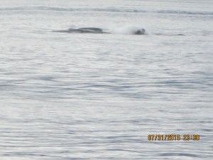  Whale Watching Juneau