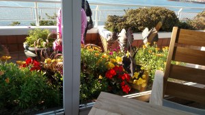 Flora at Vancouver Harbour